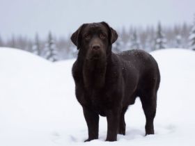 Labrador Retriever Deckrüde