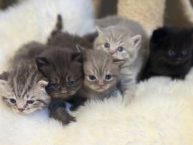 Wunderschönen BKH/BLH Kitten in seltenen Farben mit Stammbaum aus seriöse Hobbyzucht