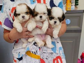 Shih Tzu-Welpen suchen ein neues Zuhause