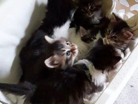 Norwegische Waldkatzen, Kitten