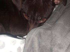 Frida in gute Hände abzugeben