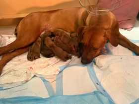 Rhodesian Ridgeback Welpen