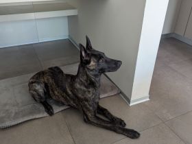 Holländischer Schäferhund / Junghund/ Sporthund/ Problemhund