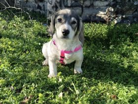 Karam ein toller kleiner Kerl