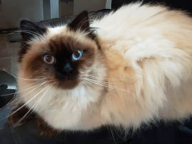 Seal point Träger chocolate und dilute (blue lilac) Birma Neva