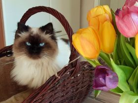 Seal point Träger chocolate und dilute (blue lilac) Birma Neva