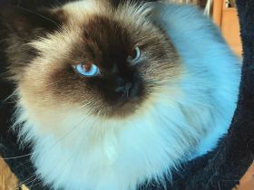 Seal point Träger chocolate und dilute (blue lilac) Birma Neva