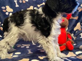 Zwergschnauzer Welpen