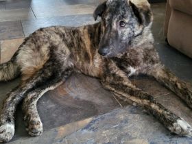 Herzensbrecher Makaio