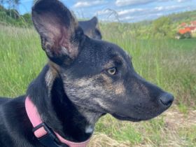 Wird Amika deine beste Freundin?