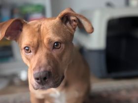 Wer schenkt Camelia ein Zuhause?