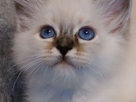 Heilige birma kitten