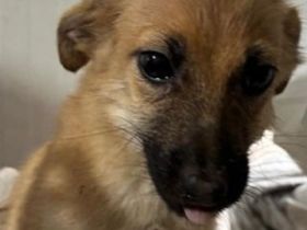 Maia, zutrauliches, verspieltes, neugieriges und freundliches Welpenmädchen, 6 Monate, 22 cm