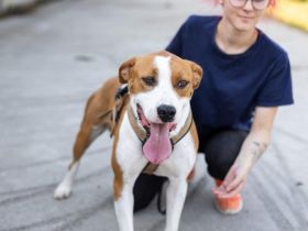 Bennett sucht ein Zuhause außerhalb D