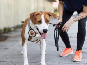 Bennett sucht ein Zuhause außerhalb D