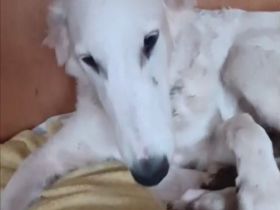 BARSOI - Junghunde suchen Happy-Home