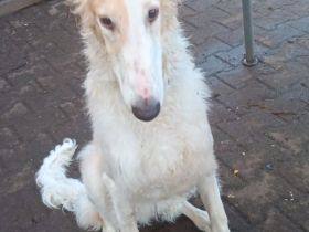 BARSOI - Junghunde suchen Happy-Home