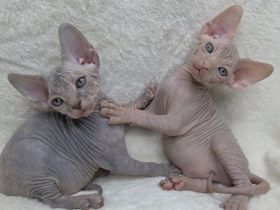 Bezaubernde Sphynx-Kätzchen zu verkaufen