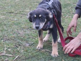 Priya - zuckersüßes, zartes Hundemädchen