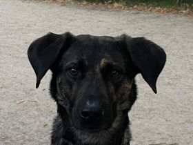 Neues Zuhause für Diego gesucht