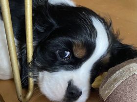 Cavalier Rüde Abgabebereit