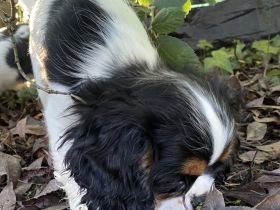 Cavalier Rüde Abgabebereit