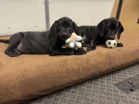 DK x BGS Welpen suchen ein Zuhause