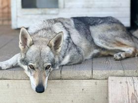 Intelligente und anmutige Tia sucht ländliches Zuhause
