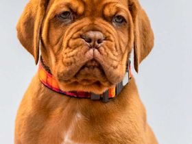 Hündin der Bordeauxdogge verfügbar