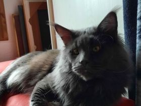 Wurf Ankündigung! Unsere XXL reinrassige Maine Coon Pärchen haben heute Babys bekommen.