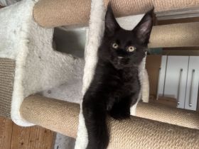 Reinrassige XXL Maine Coon mit Stammbaum stellen Ihr Kitten in Black-Smoke vor.