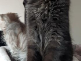 Reinrassige Maine Coon Kitten in Blue-Solide & Black-Smoke mit Stammbaum.