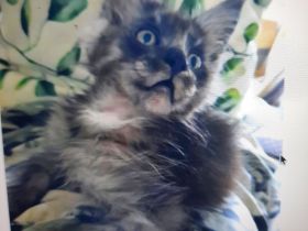 Reinrassige  XXXL Maine Coon Kitten in Blue-Solide & Black-Smoke mit Stammbaum.