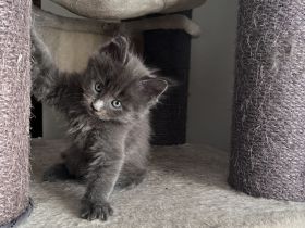 XXL große Nachwuchs, Reinrassige Maine Coon Kitten mit Stammbaum.
