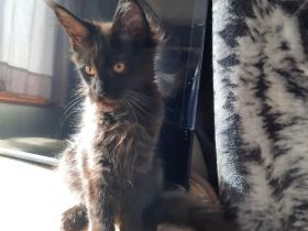 Reinrassige Maine Coon Kitten in Blue-Solide & Black-Smoke mit Stammbaum.