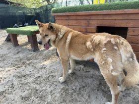 Imposanter Foxy mit sanftem Charakter