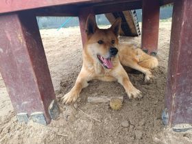 Imposanter Foxy mit sanftem Charakter