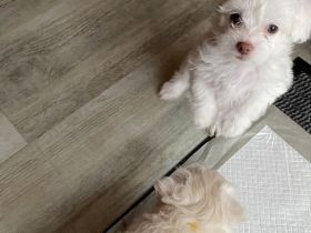 Boloka Zweta/Malteser