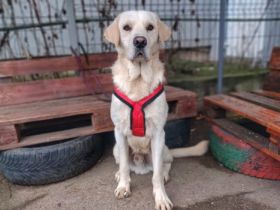 Treats ist bereit sein Herz zu verschenken!