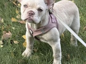 7 Monate alte Französische Bulldogge in seltener Farbe