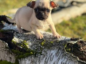 3 Welpen suchen ein schönes Zuhause
