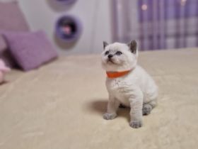 BKH Britisch Kurzhaar