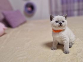 BKH Britisch Kurzhaar