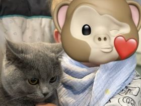 BKH-Katze in liebevolle Hände abzugeben.‘