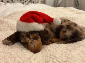 Wunderschöne Dackel Welpen Zwergdackel WhatsApp 017659381234