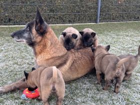 Malinois Welpen Protector Noctis