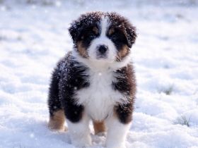 Australian Shepherd Welpen ASCA