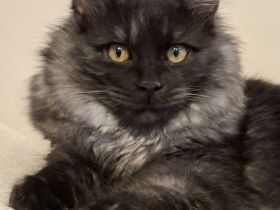 Korelian bobtail, kleiner Lux fűrs Apartment