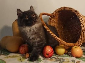 Kurelian Bobtail Kitten