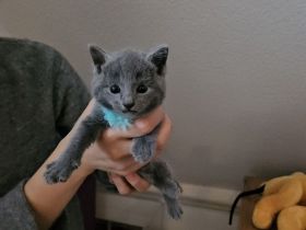 Kätzchen / Russich Blau / Reinrassig / Ohne STAMMBAUM / Russian blue kittens